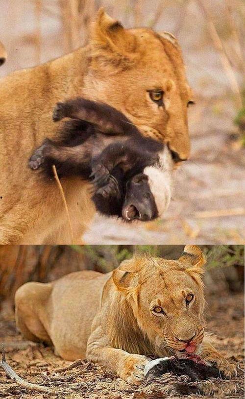 娱乐吃瓜酱动物